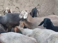 Ovca, Arashan sheep — fotografija 4