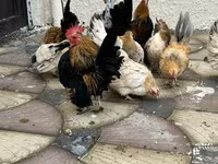 Chickens — photo 1