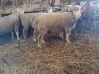 Qoç, Ile-de-France sheep — foto 4