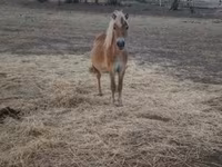 Caballo, Caballos — foto 2