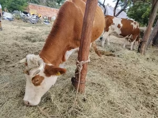 Cow, Hungarian Grey breed