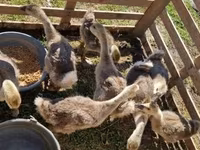Geese — Foto 4