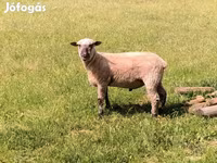 Ovan, Shroshire sheep — fotografija 4