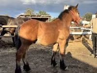Caballo, Caballos — foto 1