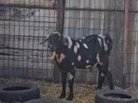 Ziegenbock, Ziegen — Foto 3