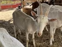 Kozioł, Saanen goat — zdjęcie 1