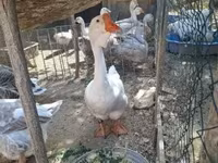 Geese — الصورة 4