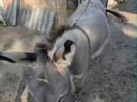 Cavalo, Cavalos — foto 1