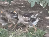 Geese — Foto 1
