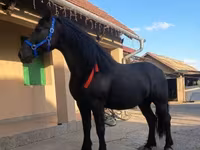 Yegua, Friesian — foto 3
