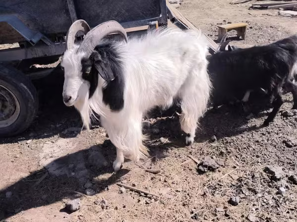 Koza, Angora goats