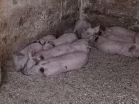 Säue, Schweine — Foto 5