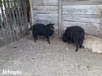 母羊, Baerchuke sheep — 照片 2