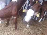 Bik, Simmental cattle — fotografija 3