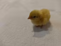 Quails — zdjęcie 8
