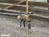 मेढ़ा, Cameroon sheep — फ़ोटो 1