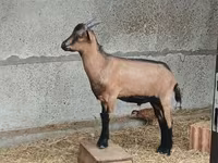 Boucs, Alpine goat — photo 3