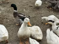 Američki pekin — fotografija 4