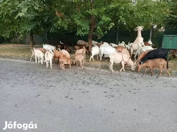عنزة, الماعز