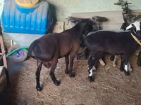 Ovan, Hissar sheep — fotografija 3
