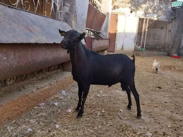 Koza, Murcia-Granada goats