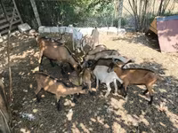 Kozy (partia, płeć nieokreślona), Kozy — zdjęcie 4