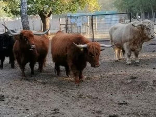 Vaca, Highland