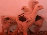 Chickens — fotografija 2