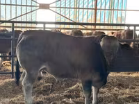 雄牛, Partenaise cattle — 写真 3