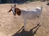 Koza, Boer goat — zdjęcie 4
