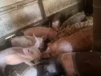 Cerdos (lote, sexo no especificado), Cerdos — foto 4