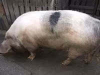 Truie, Porcs — photo 2