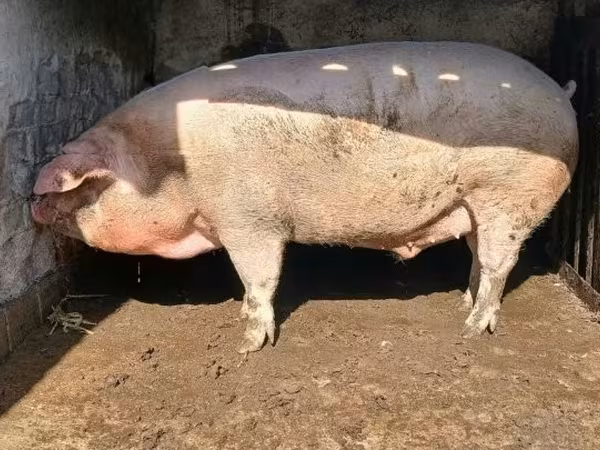 Қабан, Шошқалар — Венгрия