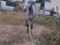 Cheval, Thoroughbred horse — photo 4