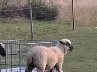 Schafe (Partie, Geschlecht nicht angegeben), White Suffolk sheep — Foto 5
