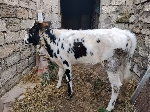 Vache, Russian Black pied cattle
