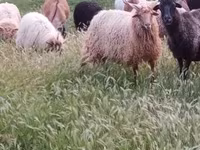 Widder, Racka sheep — Foto 1