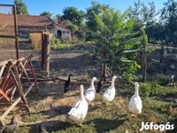 Geese — foto 1