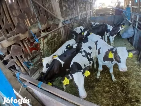 Byk, Russian Black pied cattle — Węgry