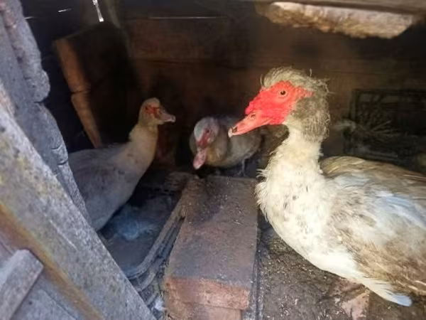 Ducks — Hongrie