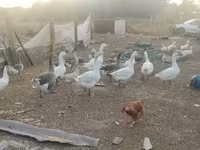 Geese — 2-сурет