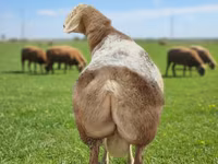 मेढ़ा, Tian-Shan semifinewool sheep — फ़ोटो 1