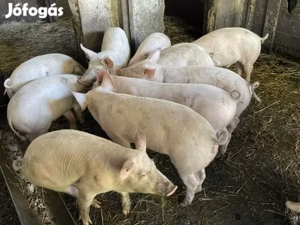 Svinje (partija, pol nije naveden), Свиње