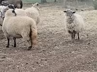 母羊, Merino sheep — 照片 1