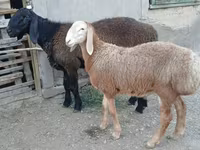 Ram, Arashan sheep — photo 3