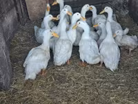 Ducks — zdjęcie 2