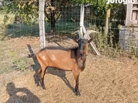 बकरा, Alpine goat — फ़ोटो 4