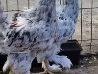 Brahma — Foto 2