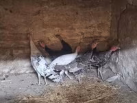 Turkeys — zdjęcie 2