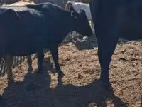 母牛, Cattle — 照片 1